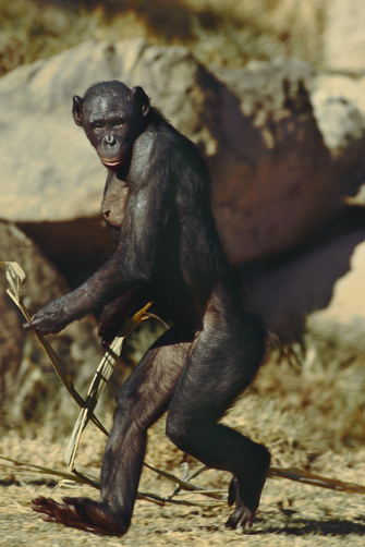 Une femelle bonobo sacrée singe le plus intelligent du monde 